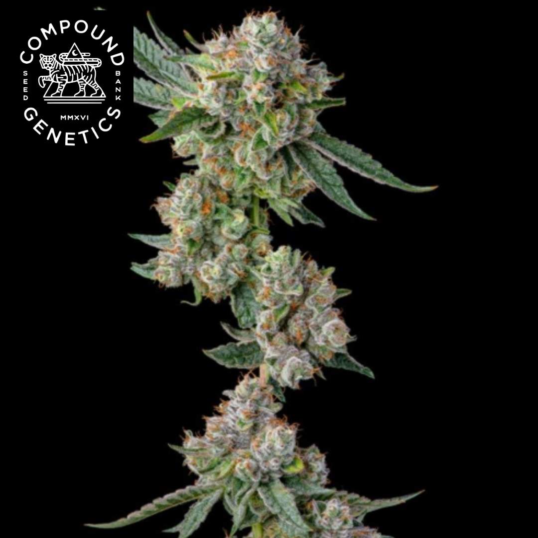Glue31 Cannabisblüte mit dichten Trichomen, orangefarbenen Härchen und Compound Genetics Logo