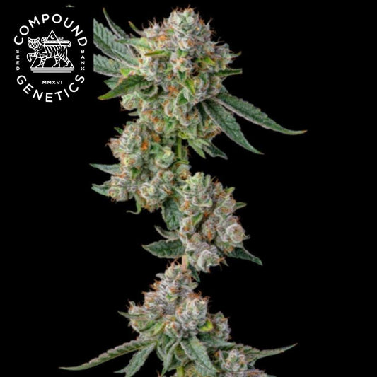 Glue31 Cannabisblüte mit dichten Trichomen, orangefarbenen Härchen und Compound Genetics Logo