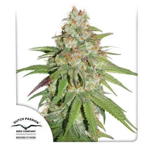 Glueberry OG Blüte mit dichten Harztrichomen, grünen Blättern und orangefarbenen Blütenhaaren