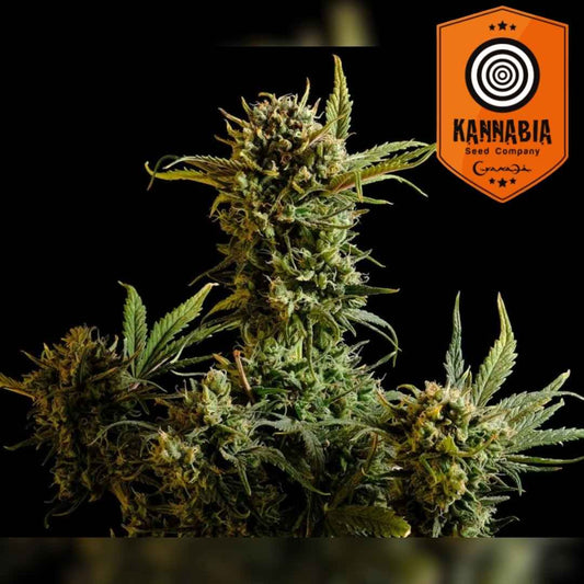 Gnomo Auto mit dichten Harzblüten und kompakten Buds, umgeben von kräftigen grünen Blättern