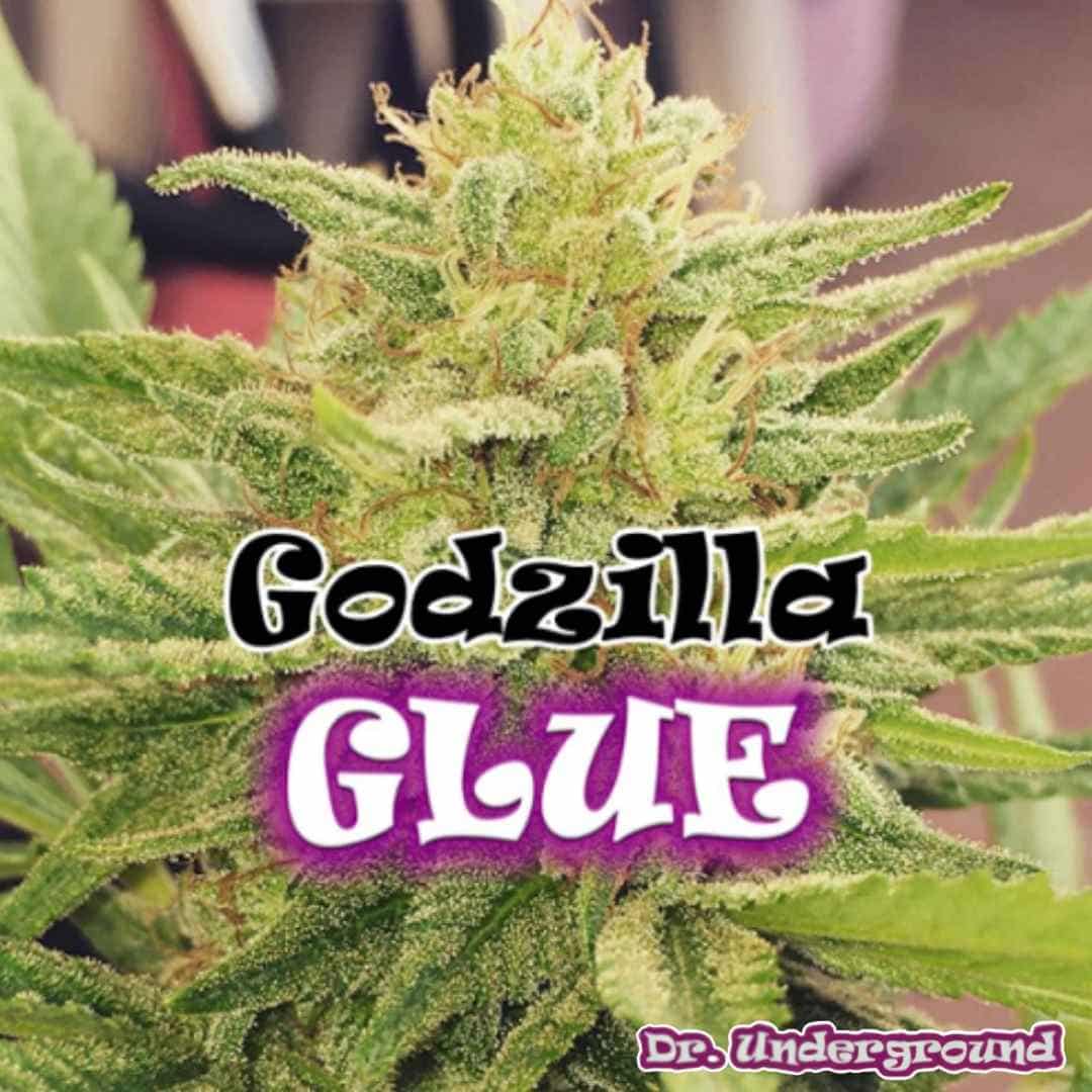 Godzilla Glue Cannabisblüte mit dichten, harzigen Buds und sichtbaren Trichomen
