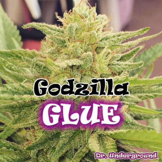 Godzilla Glue Cannabisblüte mit dichten, harzigen Buds und sichtbaren Trichomen