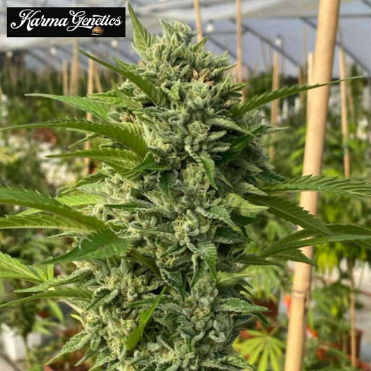 Goji Biker Cannabisblüte mit dichten, harzigen Buds und grünen Blättern