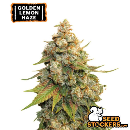 Reife Golden Lemon Haze Cannabisblüte mit dichten Buds, starkem Harzbesatz und sichtbaren orangefarbenen Blütenstempeln
