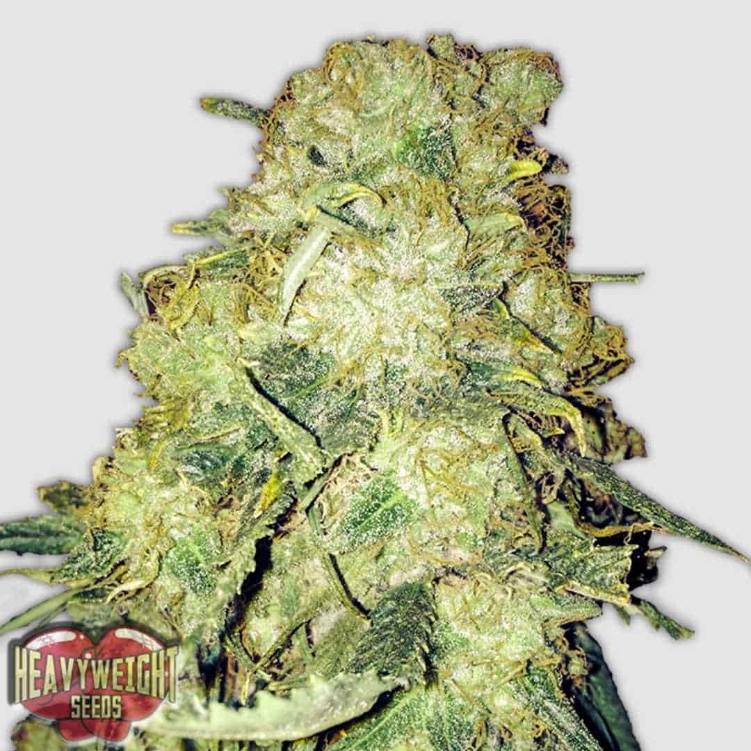 Goldmine Cannabisblüte mit dichten, harzigen Buds und hellgrünen Blättern voller Trichome