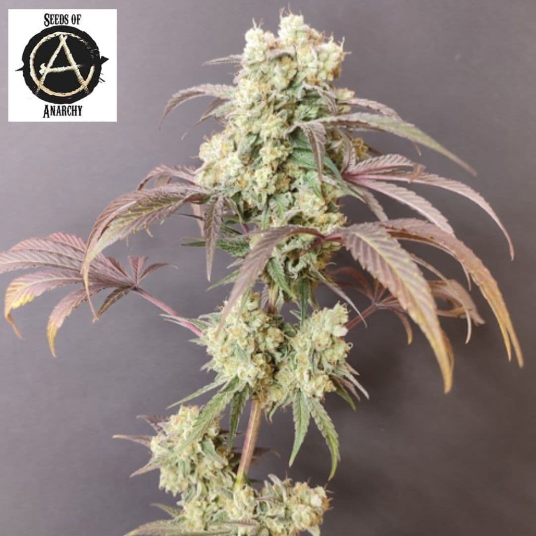 Gorgon Cannabispflanze mit dichten, harzigen Blüten und violett gefärbten Blättern
