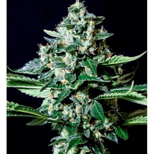 Gorilla Bilbo mit dichten, harzigen Blüten und kräftigen, grünen Blättern.