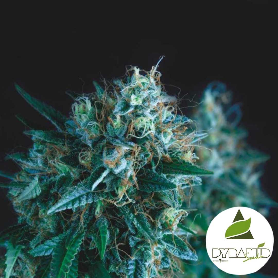 Gorila Fast Blüte mit dichten Harztrichomen und orangefarbenen Blütenfäden in kompakter Struktur.