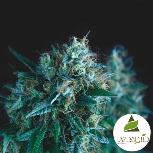 Gorila Fast Blüte mit dichten Harztrichomen und orangefarbenen Blütenfäden in kompakter Struktur.