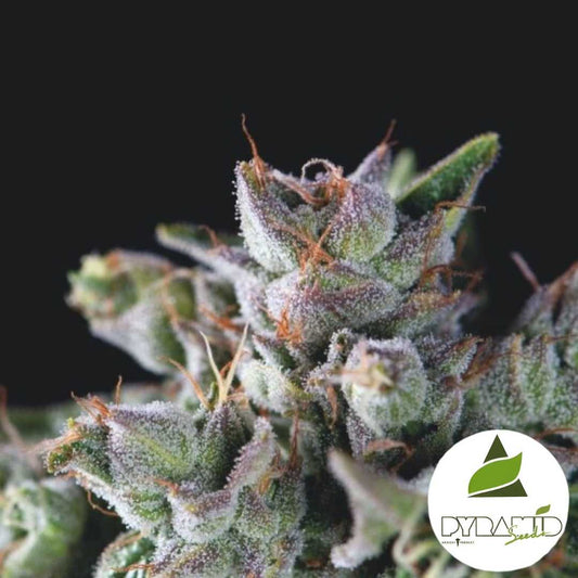 Gorila Blüte mit dichten Harzkristallen und orangefarbenen Fäden in kompakter Struktur.