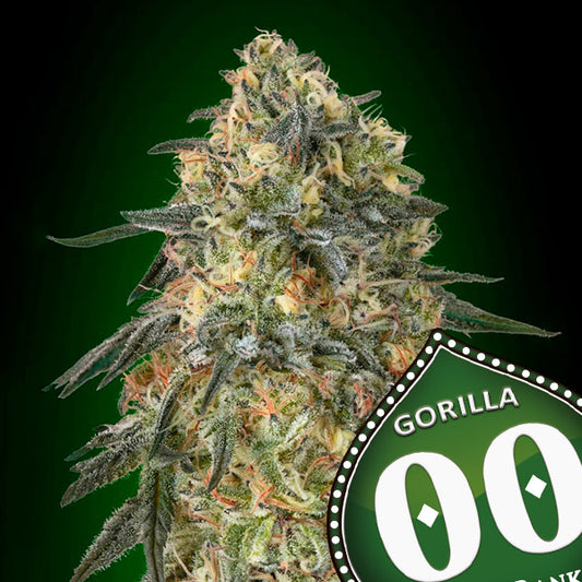 Harzige Gorilla-Cannabisblüte mit dichten Kristallen, orangefarbenen Härchen und kräftig grünen Blättern.