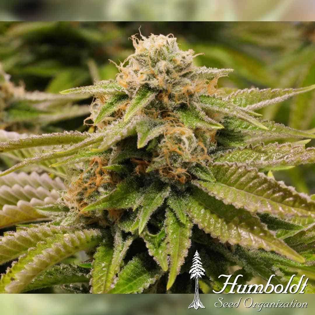 Gorilla Breath Blüte mit dichten Harztrichomen und orangefarbenen Blütenhaaren