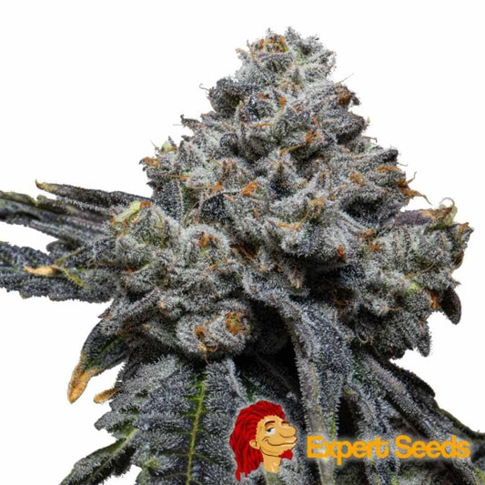 Dicht bewachsener Gorilla Cheese Bud mit violetten Blättern, orangefarbenen Härchen und dicker Trichomschicht.