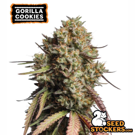 Auto Gorilla Cookies Hauptbud mit dichten, harzigen Blüten, orangefarbenen Stempeln und leicht violetten Zuckerblättern