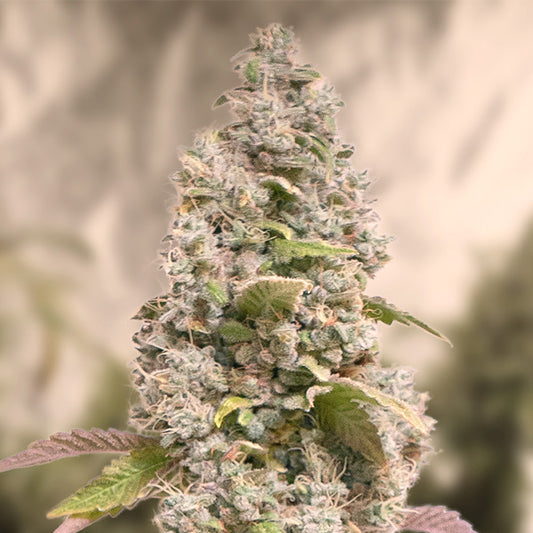 Kompakte, harzige Blüte der Sorte Gorilla Cookies FF mit dichten Trichomen und violett-grünen Blättern im Indoor-Grow.