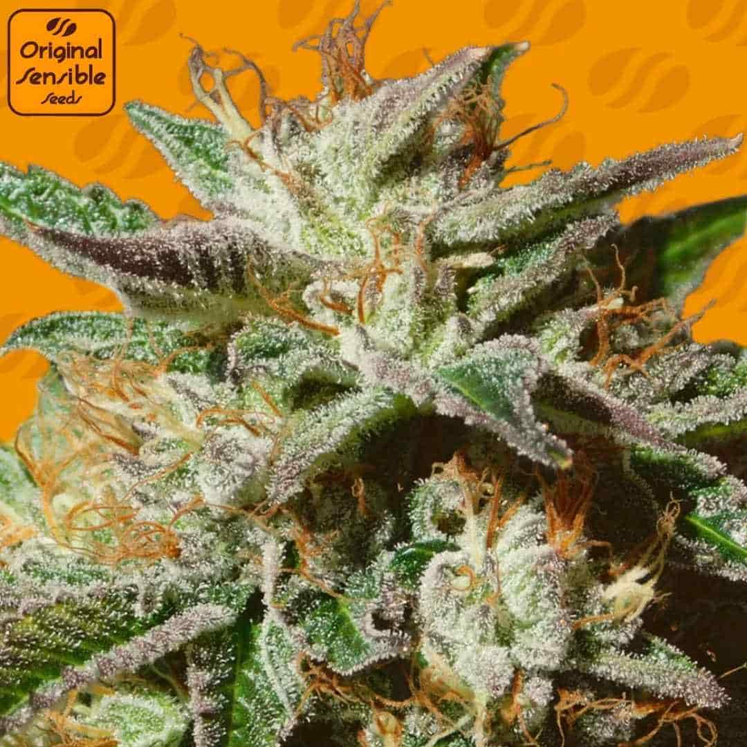 Gorilla Cookies Blüte mit dichten Trichomen, harzigen Kelchen und orangefarbenen Blütenstempeln