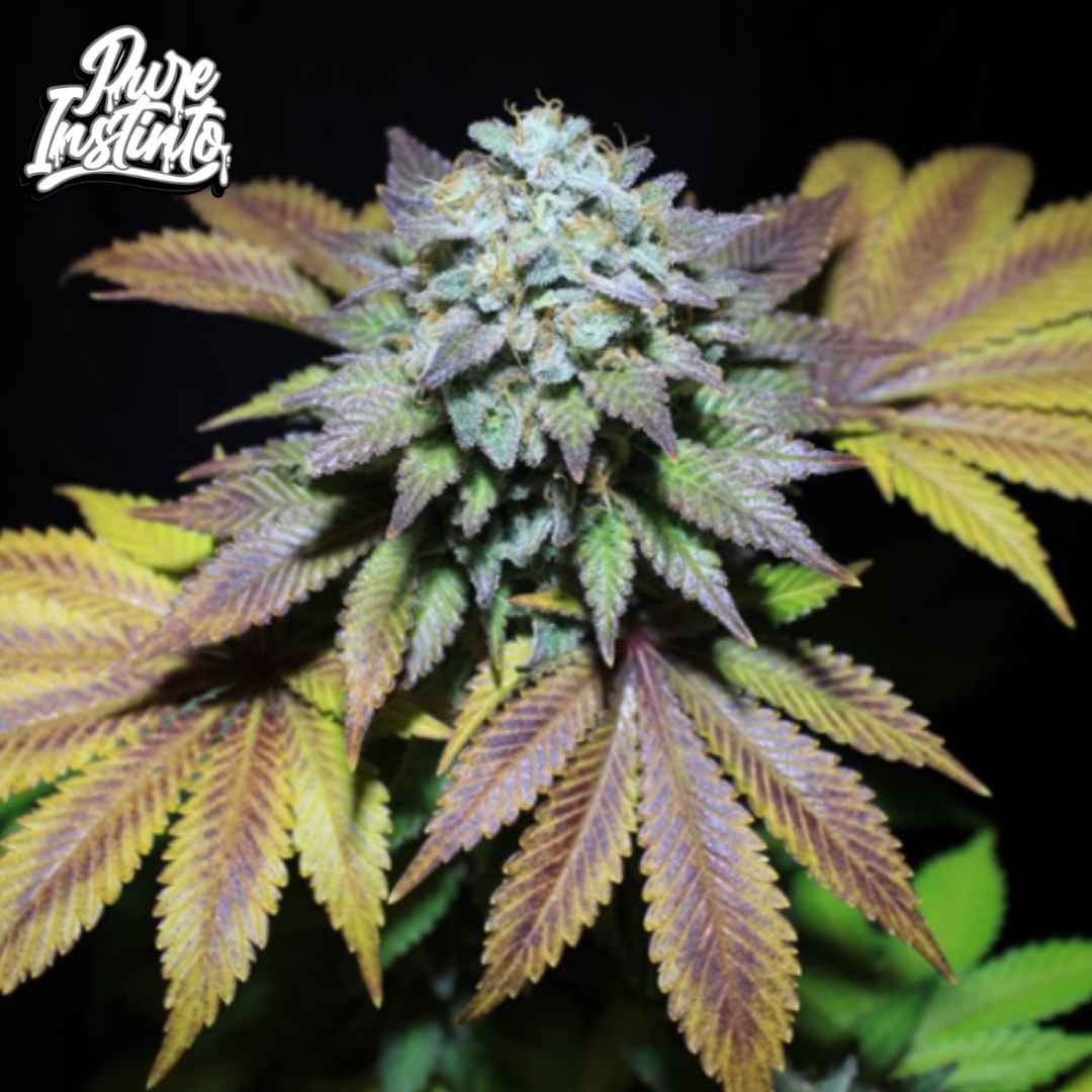Gorilla Cookies Cannabisblüte mit dichten harzigen Buds und violett gefärbten Blättern in der späten Blütephase