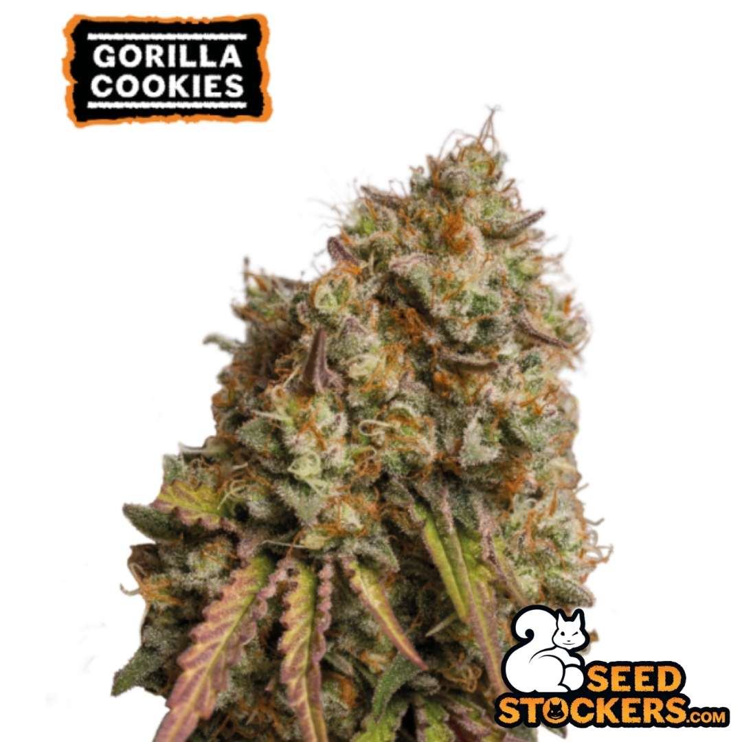 Frostige Fruit Cake Blüte mit dichten Harzschichten und orangefarbenen Pistillen