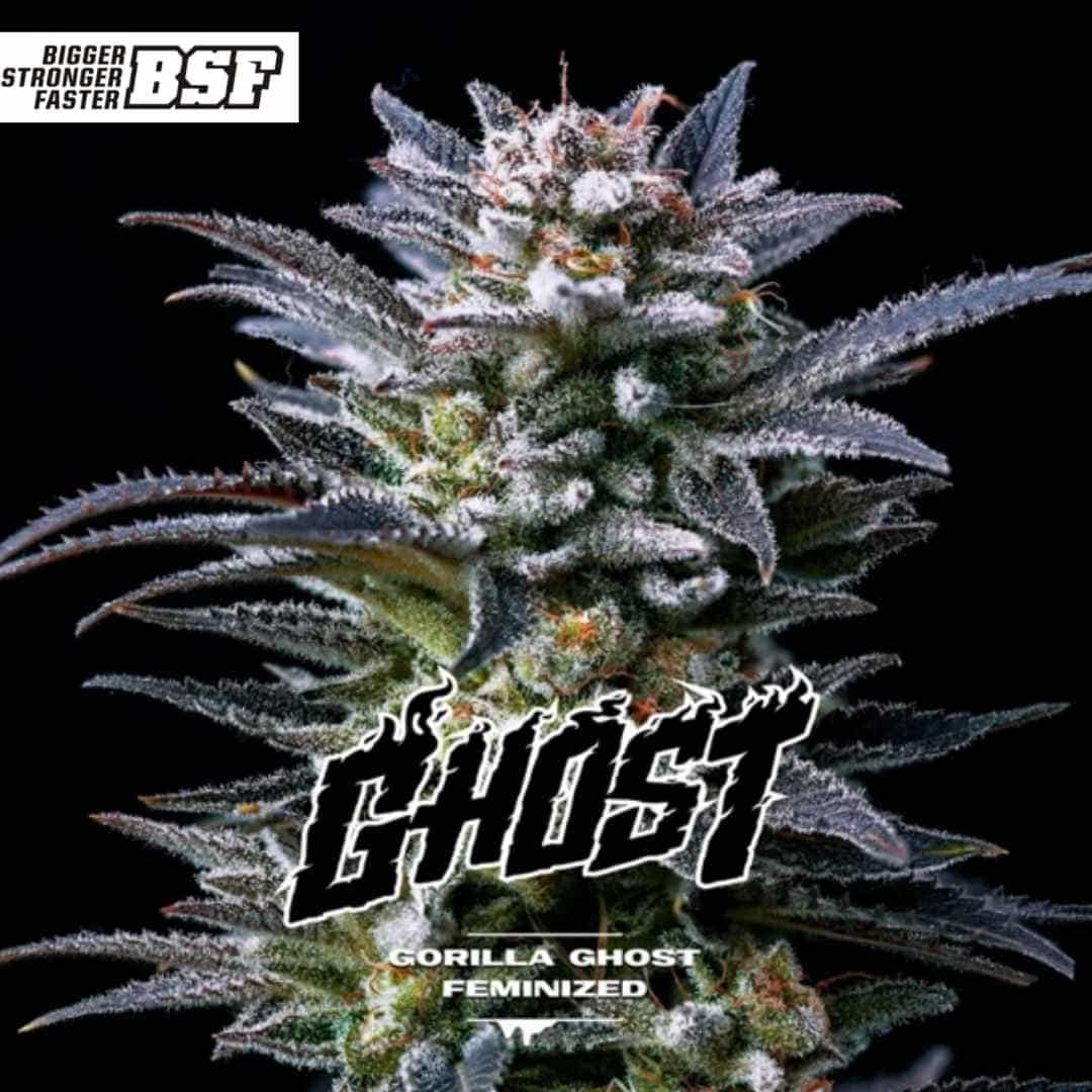 Gorilla Ghost Cannabisblüte mit dichter Struktur, starkem Harzbesatz und sichtbaren Trichomen an den kompakten Buds