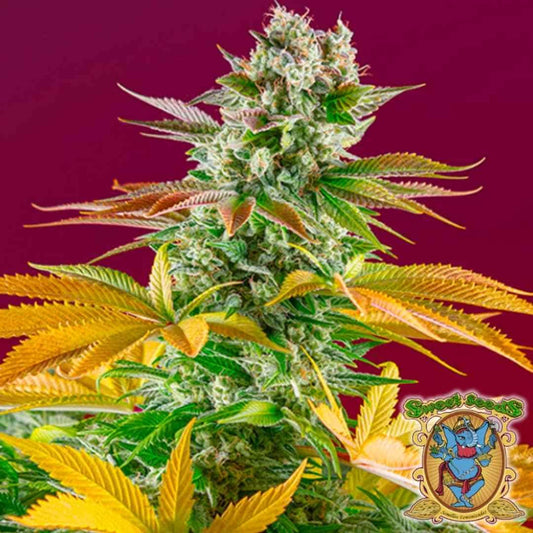 Dichte Blüte der Gorilla Girl F1 Fast Version mit harzüberzogenen Buds und orangegrünen Blättern