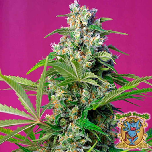 Dichte Gorilla Girl Blüte mit harzigen Trichomen und orangefarbenen Härchen