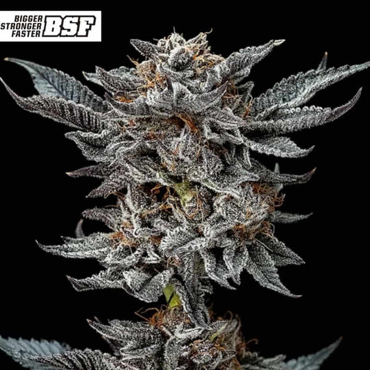 Gorilla Glue 4 Blüte mit extrem harzigen Buds, dichter Struktur und sichtbaren Trichomen auf den Blütenständen