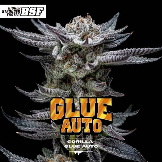 Harzige Cannabisblüte von Auto Gorilla Glue mit kompakten Buds, dichter Trichomschicht und markanten Blättern