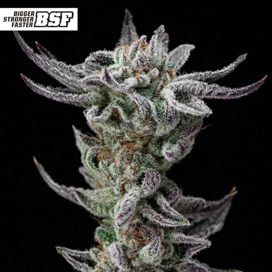 Gorilla Glue Cannabisblüte mit dichter Struktur, stark harziger Oberfläche und kompakten Kelchen