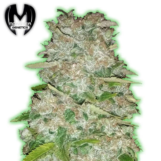 Gorilla Glue Cannabisblüte mit dichten Trichomen, grünen Blättern und orangefarbenen Härchen