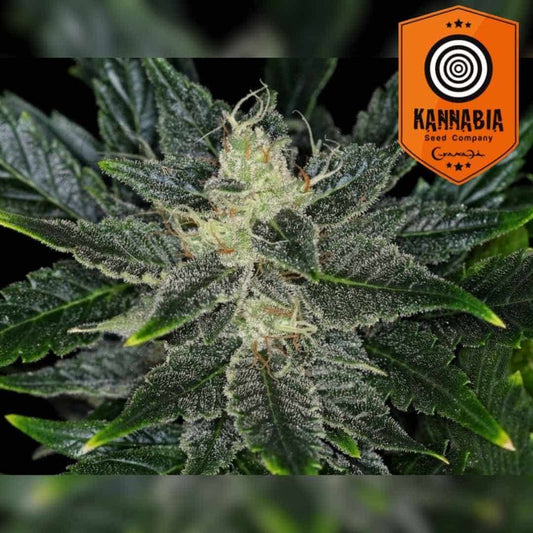 Gorilla King Auto Blüte mit dichten Harztrichomen und kräftigen grünen Blättern in Nahaufnahme