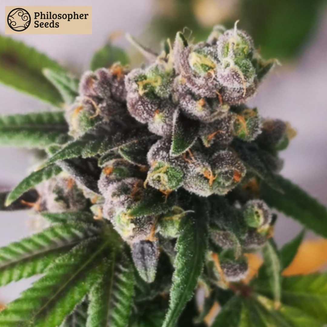Gorilla Punch Auto Blüte mit dichten harzigen Buds, violetten Nuancen und orangefarbenen Pistillen