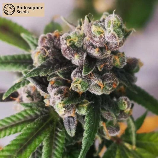 Gorilla Punch Auto Blüte mit dichten harzigen Buds, violetten Nuancen und orangefarbenen Pistillen
