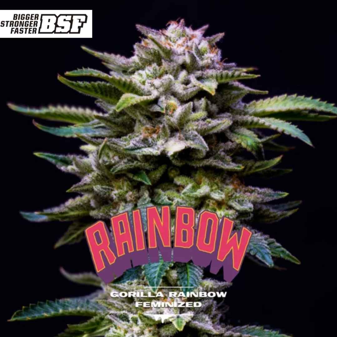 Dichte, harzige Blüte der Sorte Gorilla Rainbow mit violetten Akzenten und kompaktem Bud-Aufbau