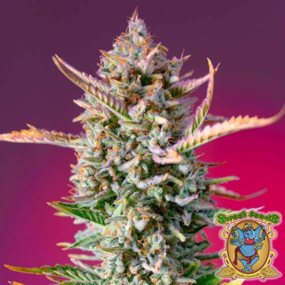 Dichte Gorilla Sherbet F1 Fast Version Blüte mit harzigen Trichomen und orangefarbenen Blütenhaaren.