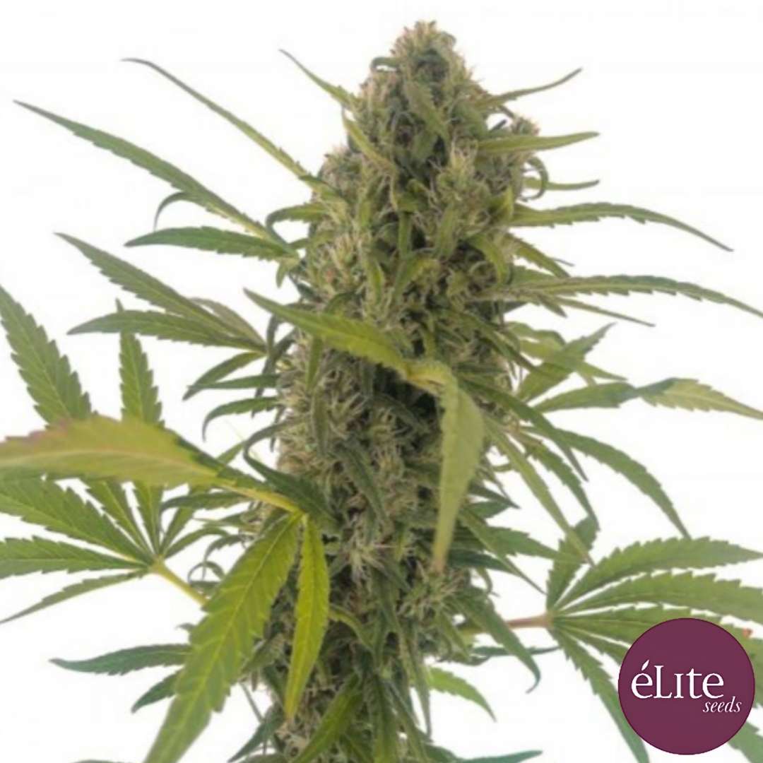 Gorilla Snow Ultra CBD Cannabispflanze mit dichter Blüte, Harzbesatz und schmalen grünen Blättern