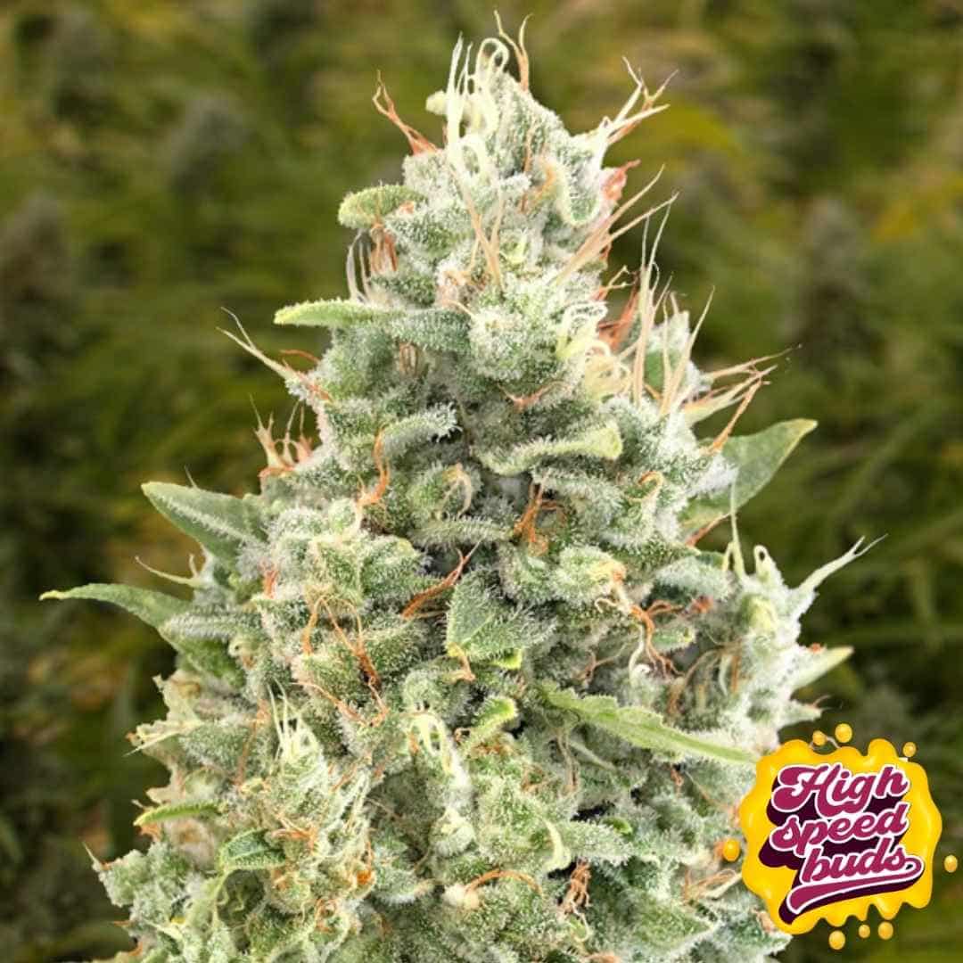 Reife Cannabisblüte von Gorilla Zkittlez Auto mit dichter Struktur, harzigen Trichomen und orangefarbenen Blütenstempeln