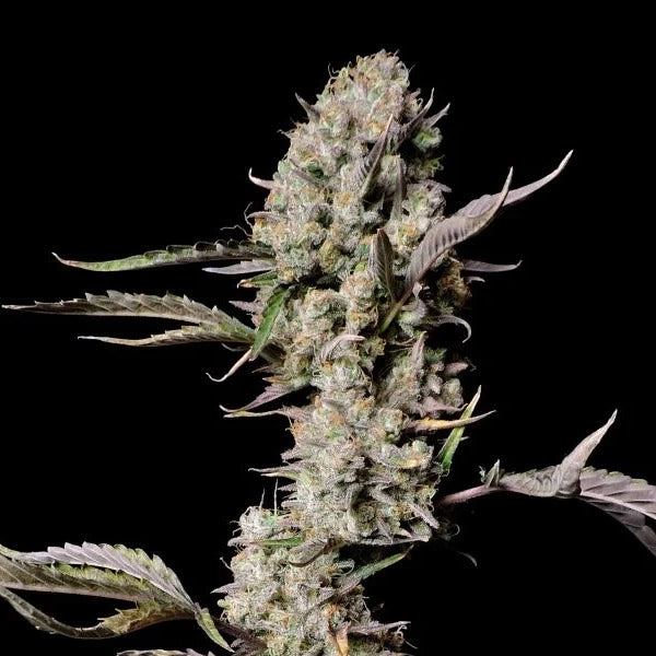 Gorilla Zkittlez Auto Blüte mit dichten Harzschichten und kompakten, kristallreichen Buds