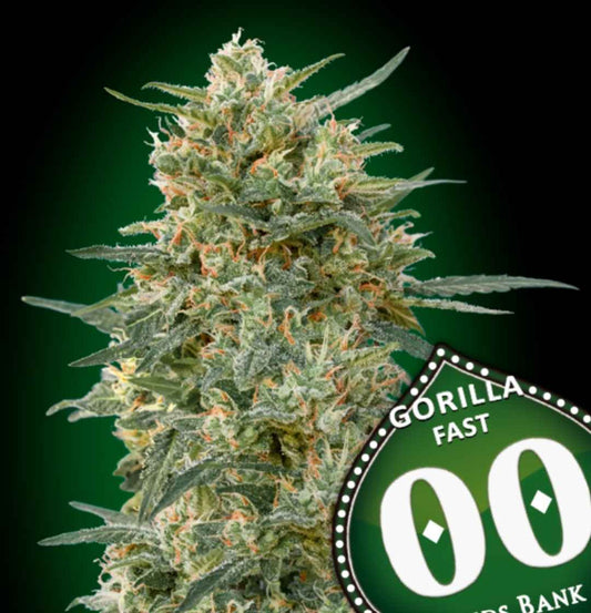 Dichte Blüte der Sorte Gorilla Fast mit harzigen Trichomen und orangefarbenen Blütenstempeln von 00 Seeds.