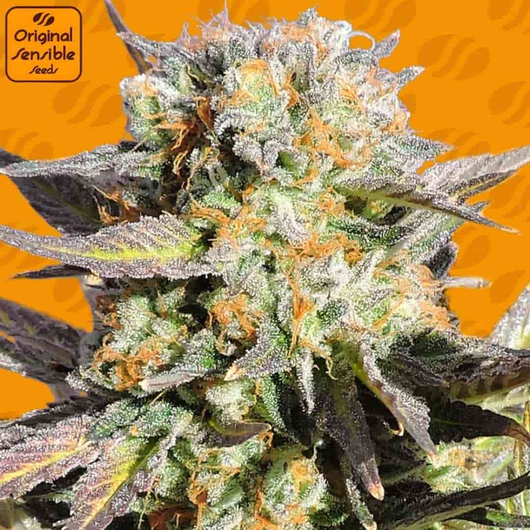 Grandaddy Black Cannabisblüte mit dichten, harzigen Buds, violetten Zuckerblättern und leuchtend orangefarbenen Stempeln