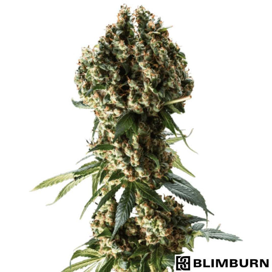 Green Crack Cannabisblüte mit dichten, harzigen Buds und orangefarbenen Stempeln in kompakter Struktur