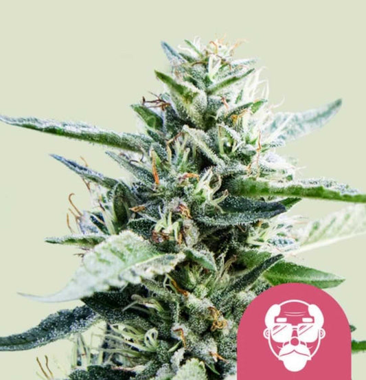 Knospender Granddaddy Purple mit harzüberzogenen Buds und feinen orangen Narben