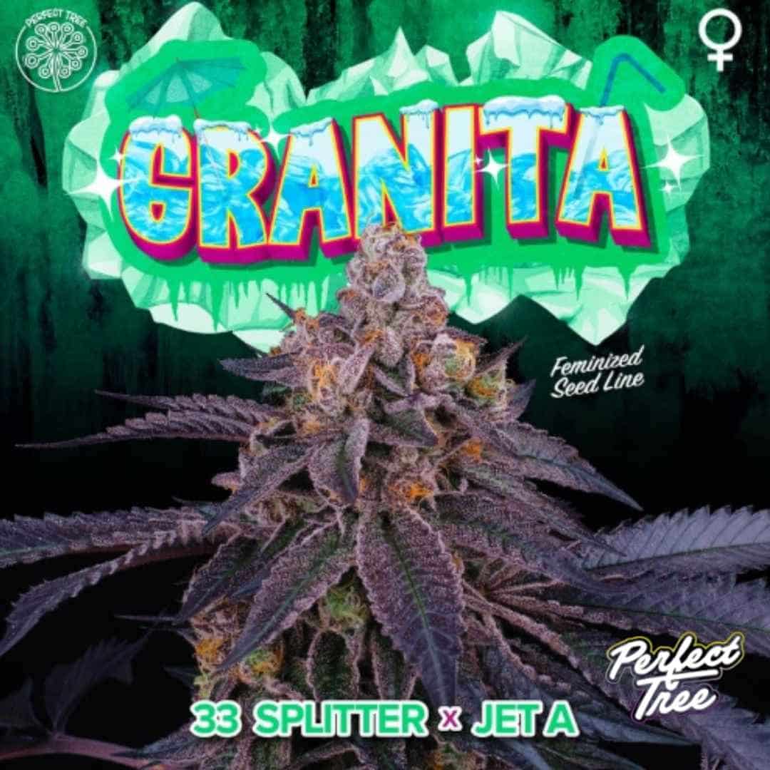 Granita Cannabissorte mit dichter harziger Blüte und violetten Blättern, indica-dominanter Hybrid von Perfect Tree