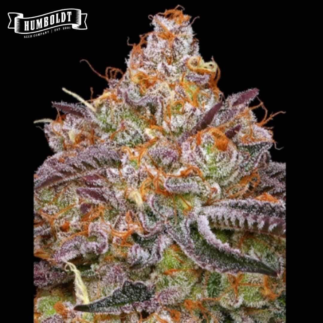 Frostige Granny Candy Blüte mit orangefarbenen Härchen und violett-grünen Zuckerblättern