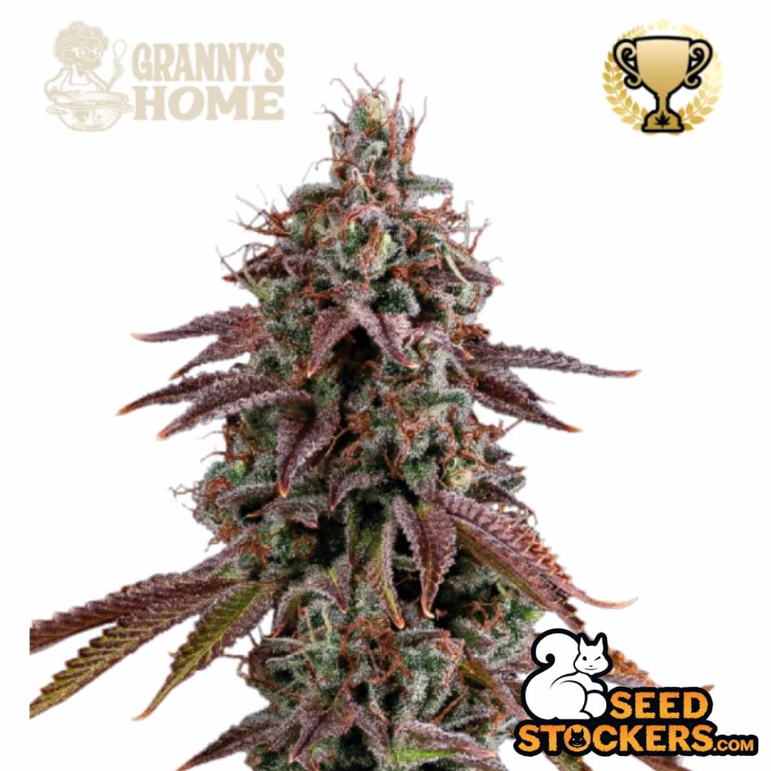 Granny's Home Cannabisblüte mit dichten, harzigen Buds und violettgrünen Blättern, reife Blütenstruktur mit orangefarbenen Härchen