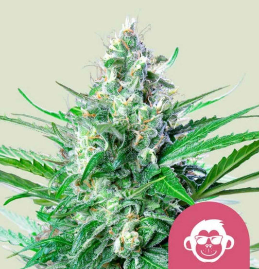 Harzige Grape Ape Cannabisblüte mit dichten Trichomen und kräftigen grünen Blättern.