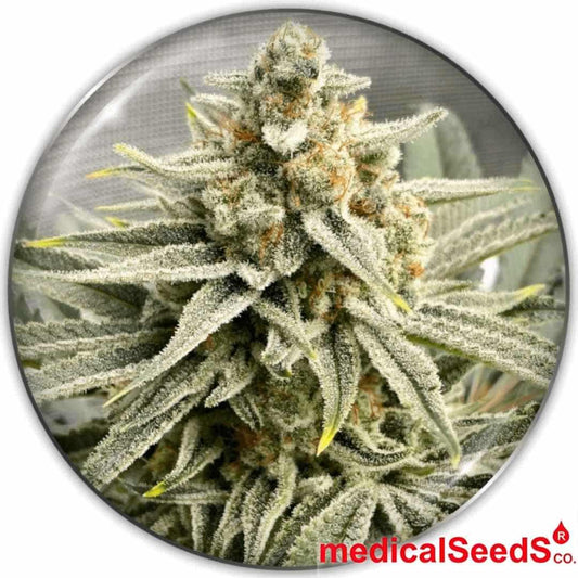 Grape Fuel Cannabisknospe mit dichter Struktur, starkem Trichombesatz und orangefarbenen Blütenfäden