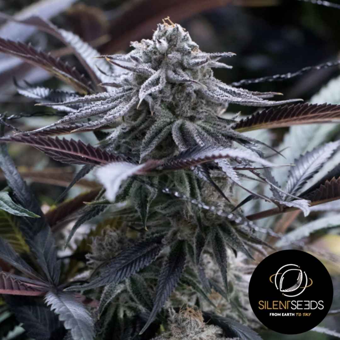 Grape Juice Cannabisblüte mit dichten Harztrichomen und dunkellila Blättern während der Blütephase