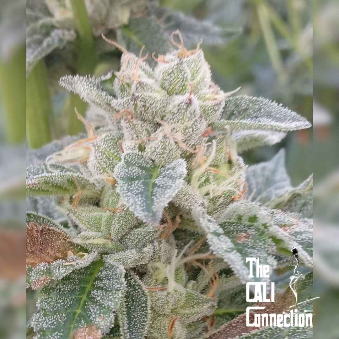 Grape Kush Blüte mit dichten Harztrichomen und orangen Blütenfäden in Nahaufnahme