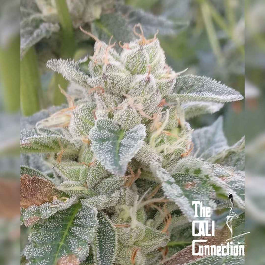 Grape Kush Blüte mit dichten Harztrichomen und orangen Blütenfäden in Nahaufnahme