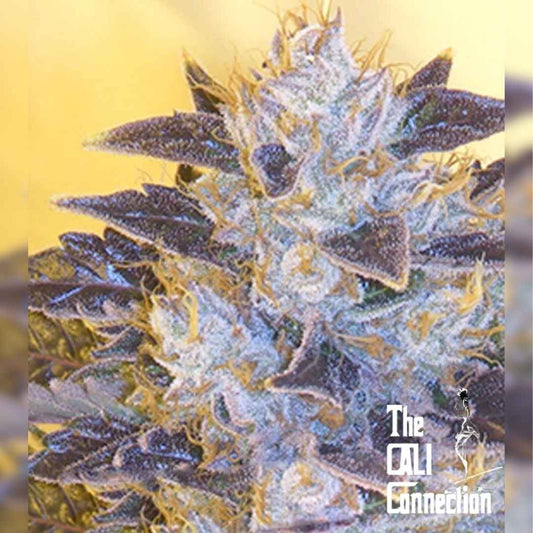 Harzige Grape OG Blüte mit violetten Blättern und orangen Blütenhaaren